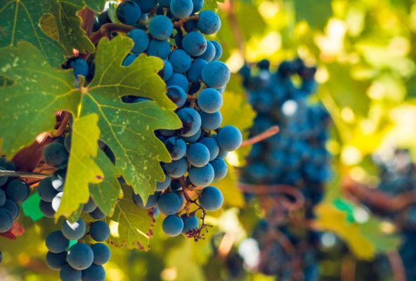 grapes growing at la geria vineyard lanzarote