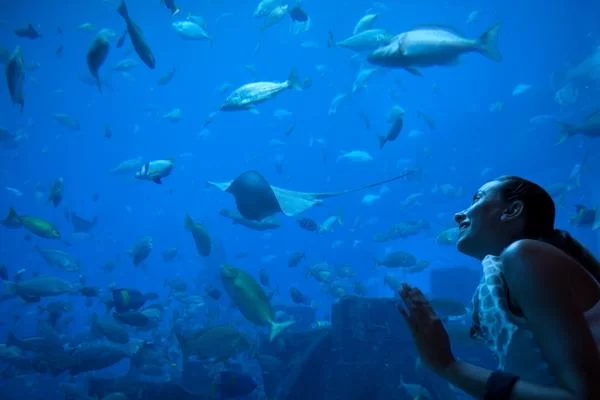 woman gazing at variety of fish in costa teguise aquarium